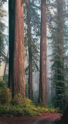 trees