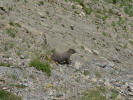 Picture of Colorado Mountain wildlife