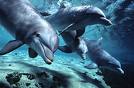 This is a picture of some dolphins