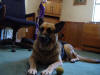 Picture of our dog Kassie