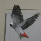 Picture of Makana