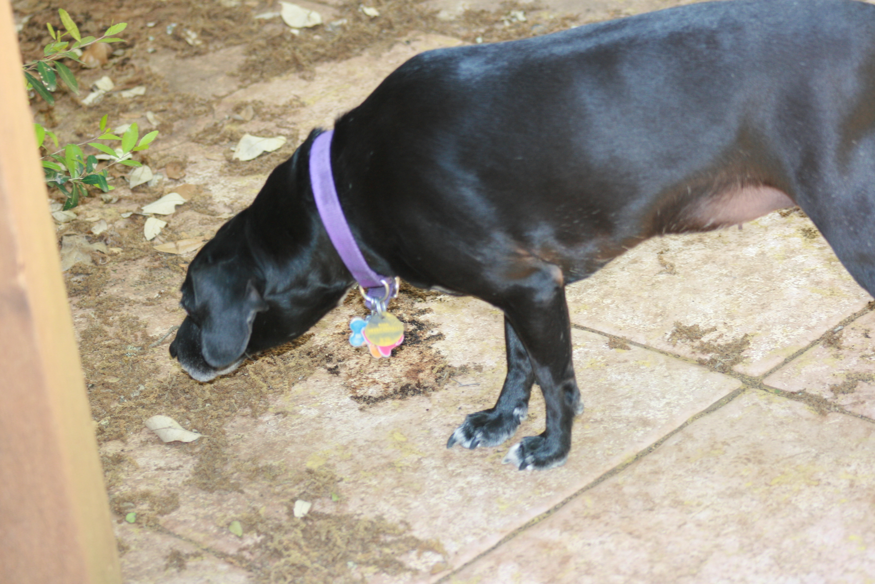 Picture of our dog Trixie