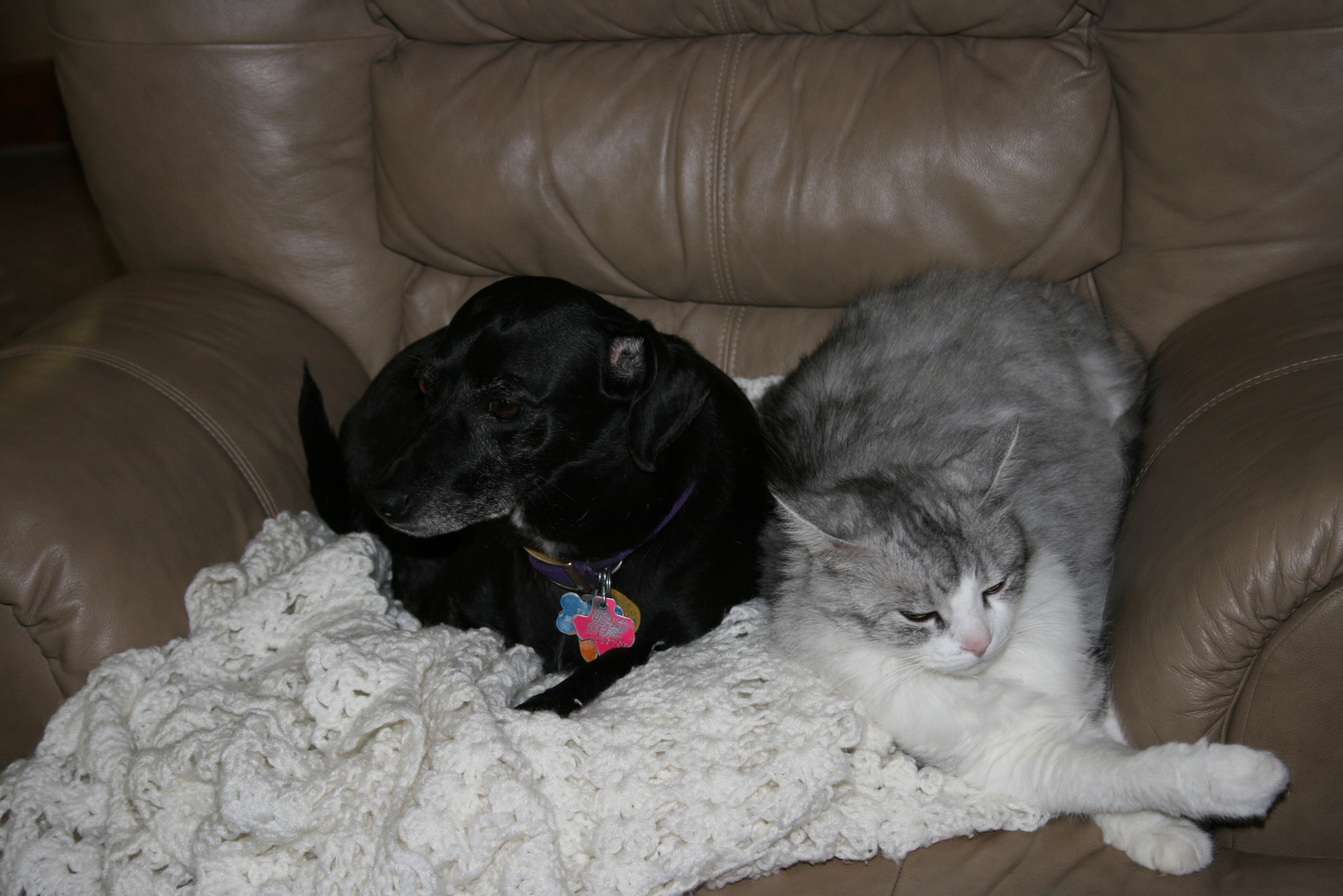 Picture of Trixie and Tigger