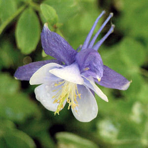 White and Lavender Colorado Columbine